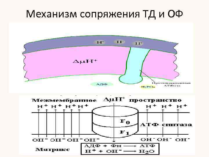 Механизм сопряжения ТД и ОФ 