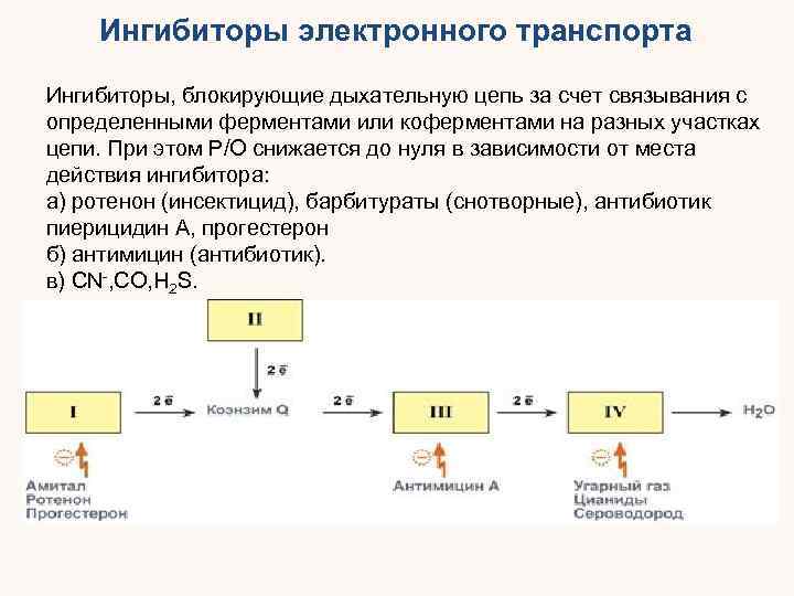 Ингибиторы электронного транспорта Ингибиторы, блокирующие дыхательную цепь за счет связывания с определенными ферментами или