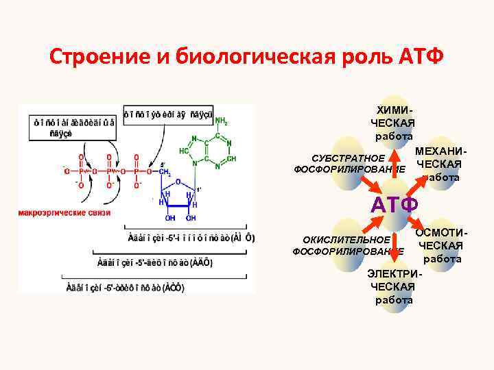 3 строение атф. Биологические функции АТФ. Функции АТФ биология. Строение и биологическая роль АТФ.