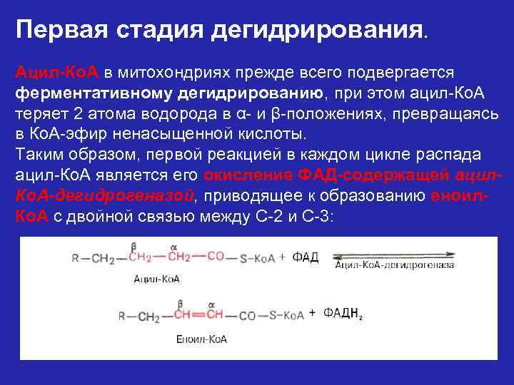 Первая стадия дегидрирования. Ацил-Ко. А в митохондриях прежде всего подвергается ферментативному дегидрированию, при этом