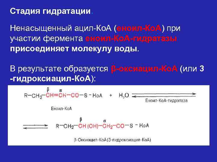 Стадия гидратации. Ненасыщенный ацил-Ко. А (еноил-Ко. А) при участии фермента еноил-Ко. А-гидратазы присоединяет молекулу