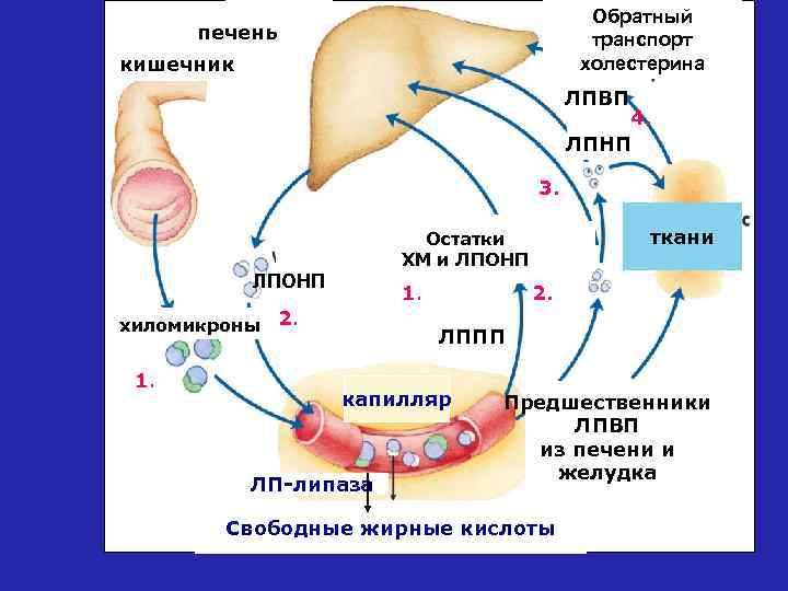 Обратный транспорт холестерина печень кишечник ЛПВП 4. ЛПНП 3. ЛПОНП хиломикроны 1. ткани Остатки