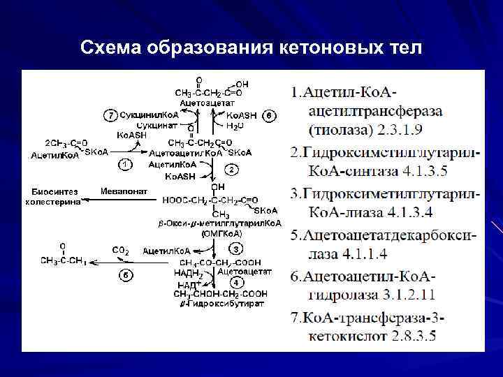 Схема образования кетоновых тел