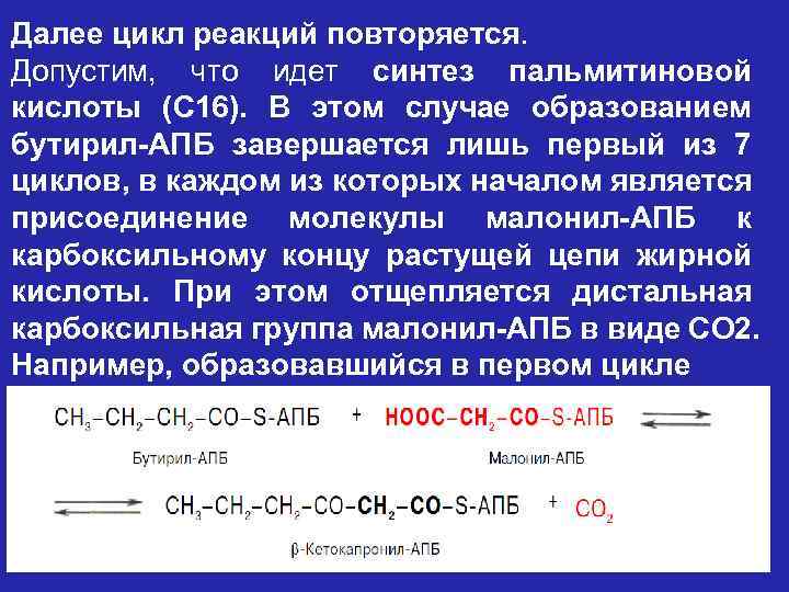 Далее цикл реакций повторяется. Допустим, что идет синтез пальмитиновой кислоты (С 16). В этом