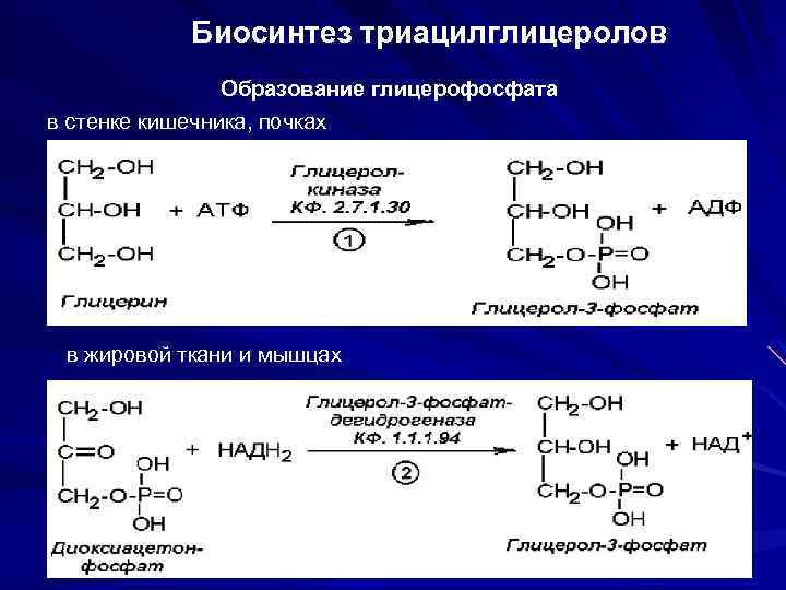 Синтез жира из глицерина