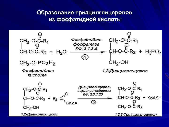 Гидролиз триацилглицеролов происходит по следующей схеме