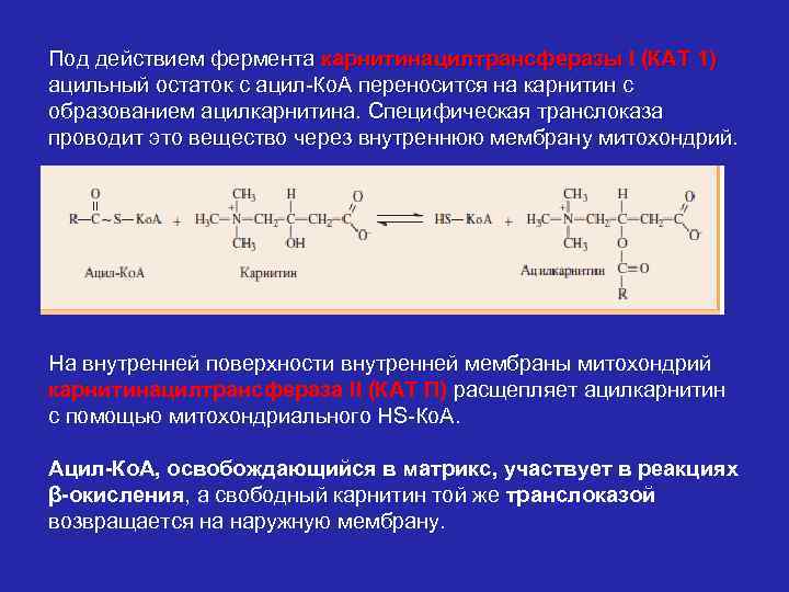 Под действием фермента карнитинацилтрансферазы I (КАТ 1) ацильный остаток с ацил-Ко. А переносится на