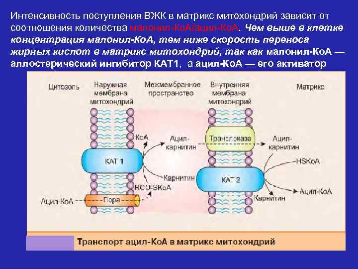 Интенсивность поступления ВЖК в матрикс митохондрий зависит от соотношения количества малонил-Ко. А/ацил-Ко. А. Чем