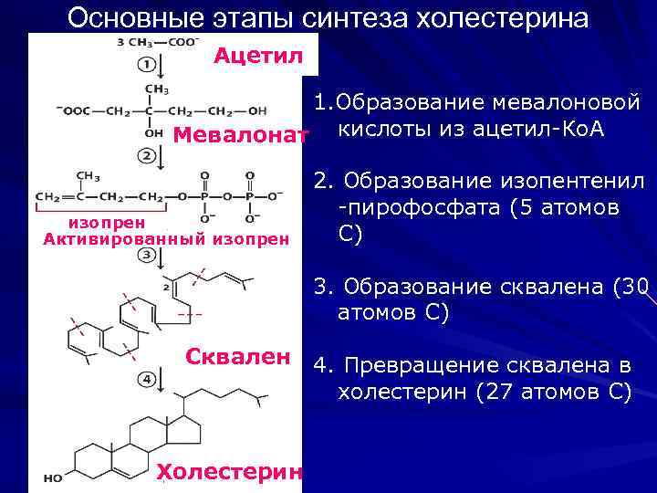 Основные этапы синтеза холестерина Ацетил 1. Образование мевалоновой Мевалонат кислоты из ацетил-Ко. А изопрен