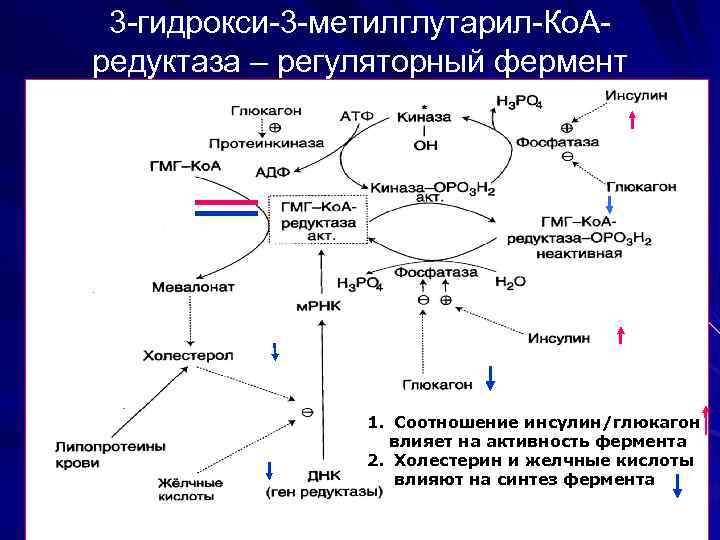 3 -гидрокси-3 -метилглутарил-Ко. Аредуктаза – регуляторный фермент 1. Соотношение инсулин/глюкагон влияет на активность фермента