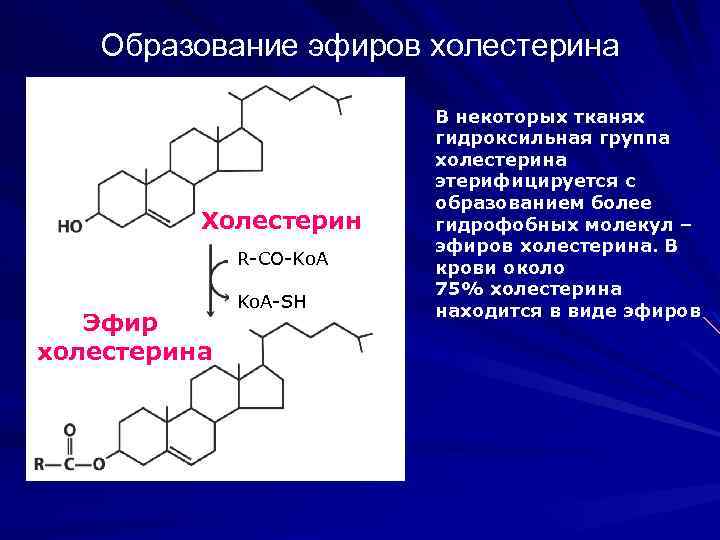 Образование эфиров холестерина Холестерин R-CO-Ko. A Эфир холестерина Ko. A-SH В некоторых тканях гидроксильная