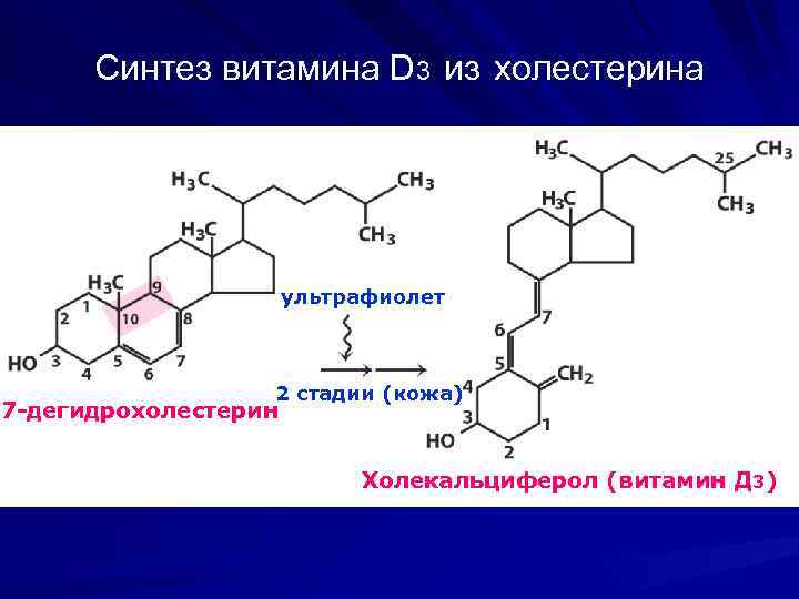 Синтез витамина D 3 из холестерина ультрафиолет 2 стадии (кожа) 7 -дегидрохолестерин Холекальциферол (витамин