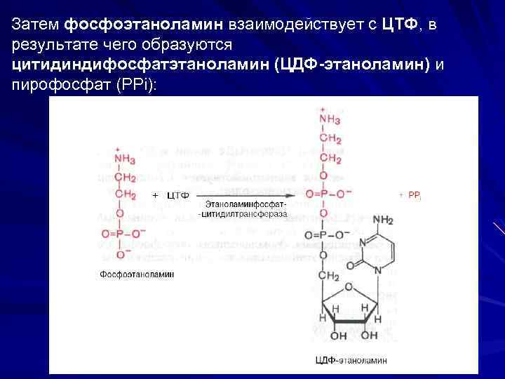 Затем фосфоэтаноламин взаимодействует с ЦТФ, в результате чего образуются цитидиндифосфатэтаноламин (ЦДФ-этаноламин) и пирофосфат (PPi):