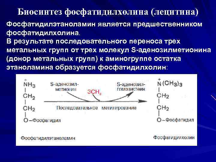 Биосинтез фосфатидилхолина (лецитина) Фосфатидилэтаноламин является предшественником фосфатидилхолина. В результате последовательного переноса трех метальных групп