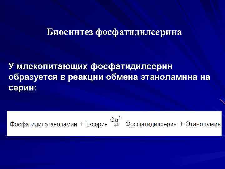 Биосинтез фосфатидилсерина У млекопитающих фосфатидилсерин образуется в реакции обмена этаноламина на серин: 