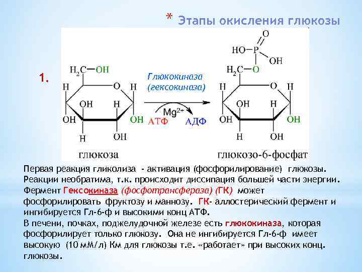 * 1. Этапы окисления глюкозы Глюкокиназа (гексокиназа) Первая реакция гликолиза - активация (фосфорилирование) глюкозы.