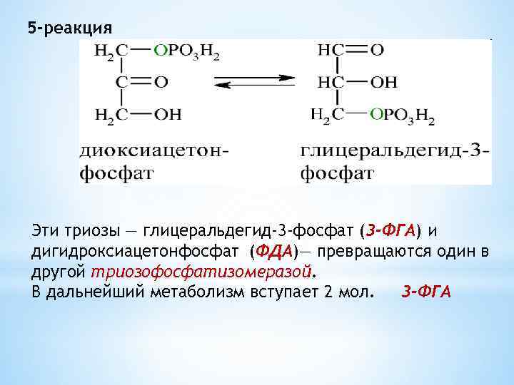 5 -реакция Эти триозы — глицеральдегид-3 -фосфат (3 -ФГА) и дигидроксиацетонфосфат (ФДА)— превращаются один