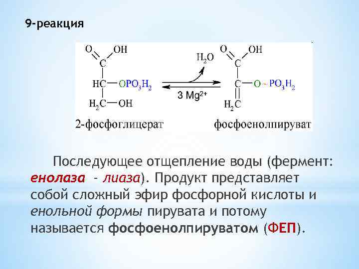 9 -реакция Последующее отщепление воды (фермент: енолаза - лиаза). Продукт представляет собой сложный эфир