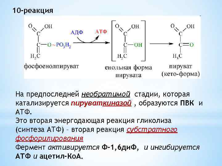 10 -реакция На предпоследней необратимой стадии, которая катализируется пируваткиназой , образуются ПВК и АТФ.