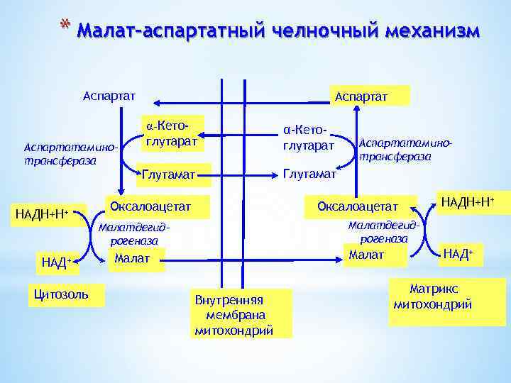 * Малат-аспартатный челночный механизм Аспартатаминотрансфераза НАДН+Н+ НАД+ Цитозоль Аспартат α-Кетоглутарат Глутамат Оксалоацетат Аспартатаминотрансфераза Оксалоацетат