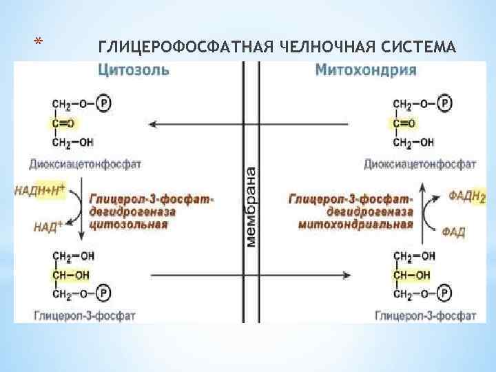 * ГЛИЦЕРОФОСФАТНАЯ ЧЕЛНОЧНАЯ СИСТЕМА * Глицерофосфатная челночная система. 