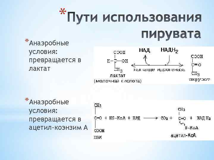 * *Анаэробные условия: превращается в лактат *Анаэробные условия: превращается в ацетил-коэнзим А 