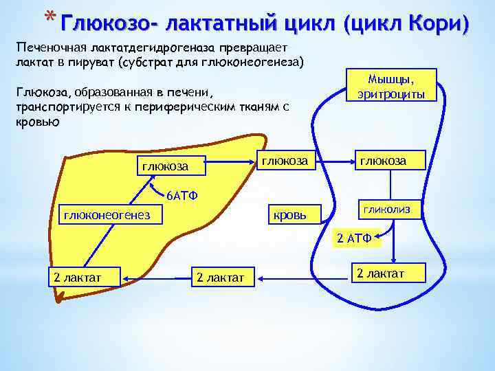 * Глюкозо- лактатный цикл (цикл Кори) Печеночная лактатдегидрогеназа превращает лактат в пируват (субстрат для