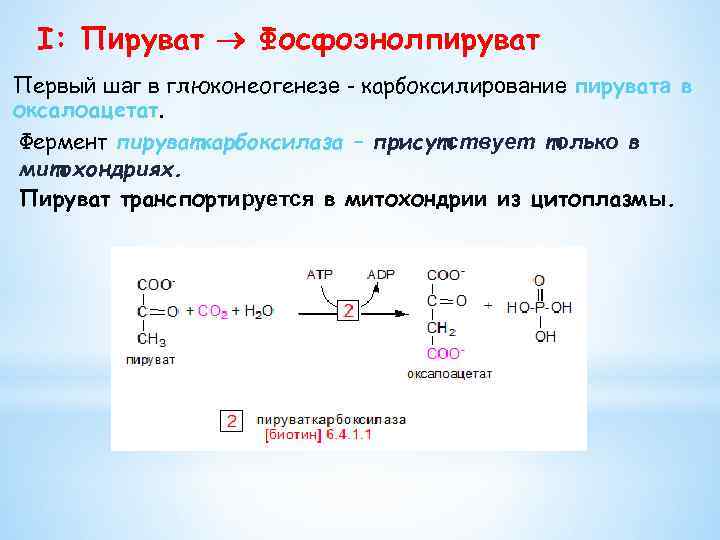 Пируват процессы