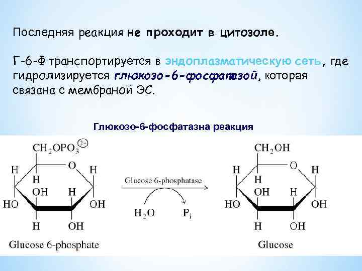 Последняя реакция не проходит в цитозоле. Г-6 -Ф транспортируется в эндоплазматическую сеть, где гидролизируется