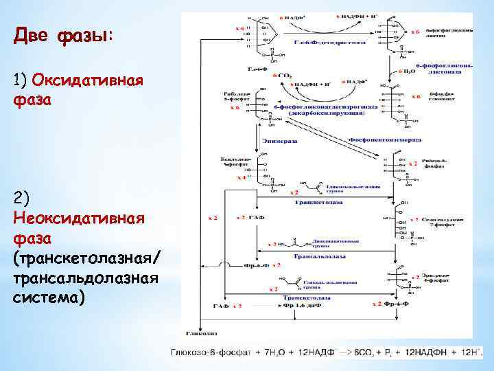 Две фазы: 1) Оксидативная фаза 2) Неоксидативная фаза (транскетолазная/ трансальдолазная система) 