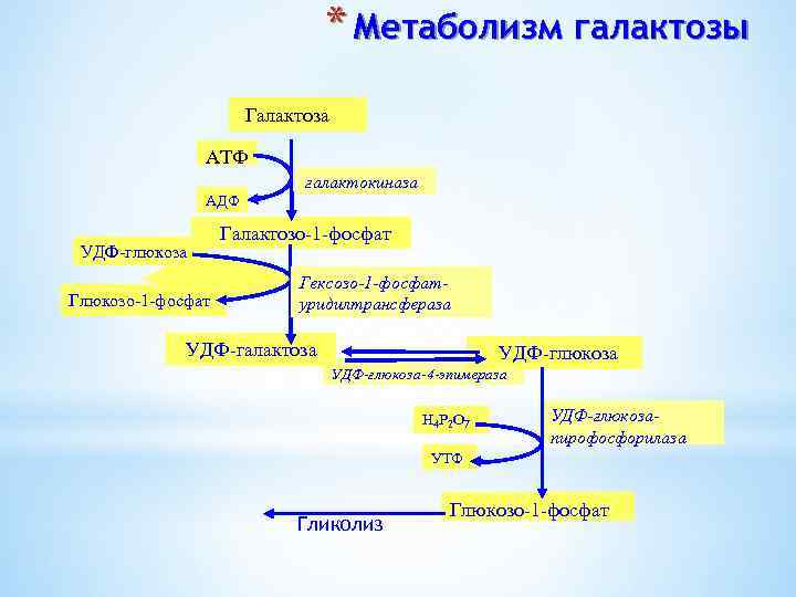 * Метаболизм галактозы Галактоза АТФ галактокиназа АДФ УДФ-глюкоза Глюкозо-1 -фосфат Галактозо-1 -фосфат Гексозо-1 -фосфатуридилтрансфераза