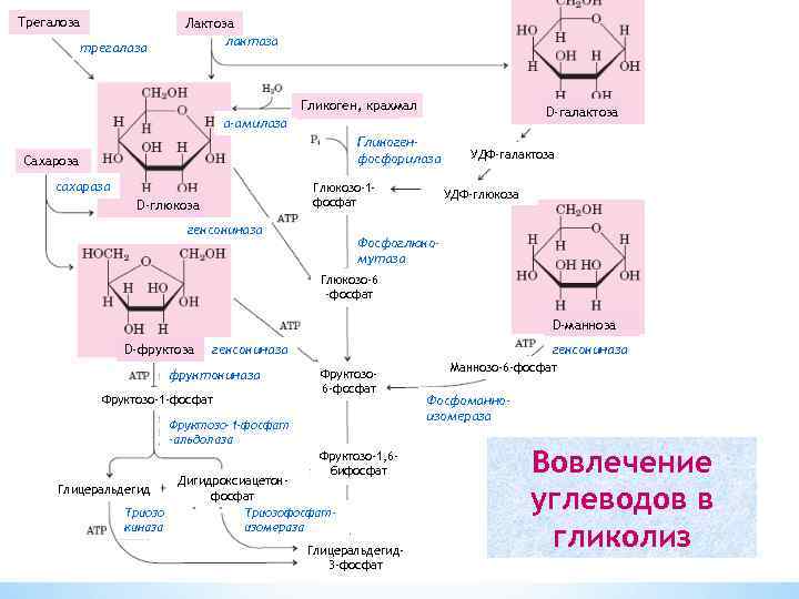 Трегалоза трегалаза Лактоза лактаза Гликоген, крахмал D-галактоза α-амилаза Гликогенфосфорилаза Сахароза сахараза Глюкозо-1 фосфат D-глюкоза