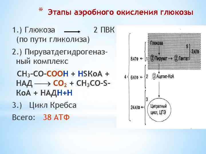 Полное окисление 1 глюкоза. ПВК НАДН Н. Превращения ПВК В аэробных условиях. Энергетический выход этапа гликолиза. Первом этапе аэробного гликолиза.