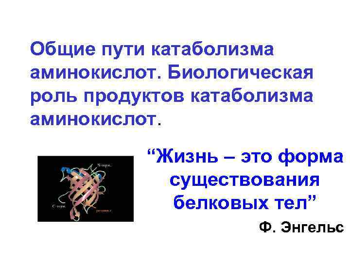 Общие пути катаболизма аминокислот. Биологическая роль продуктов катаболизма аминокислот. “Жизнь – это форма существования