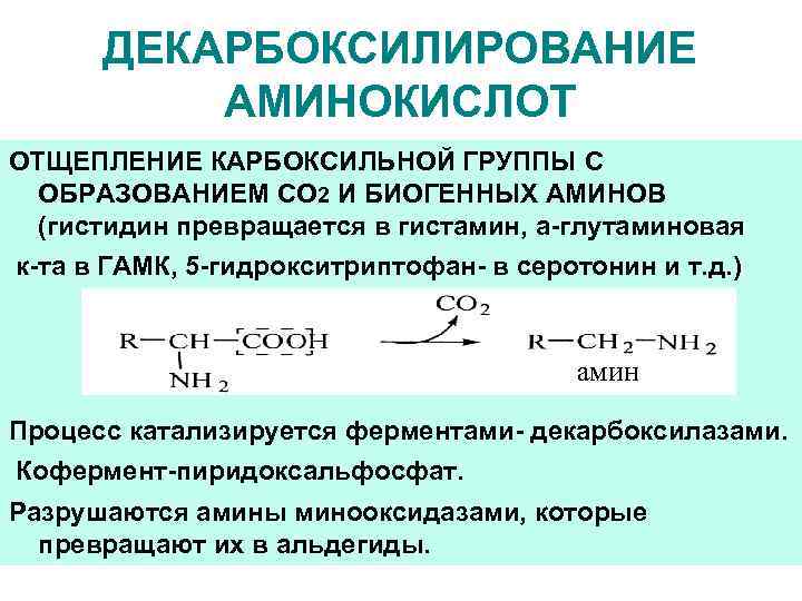 ДЕКАРБОКСИЛИРОВАНИЕ АМИНОКИСЛОТ ОТЩЕПЛЕНИЕ КАРБОКСИЛЬНОЙ ГРУППЫ С ОБРАЗОВАНИЕМ CO 2 И БИОГЕННЫХ АМИНОВ (гистидин превращается