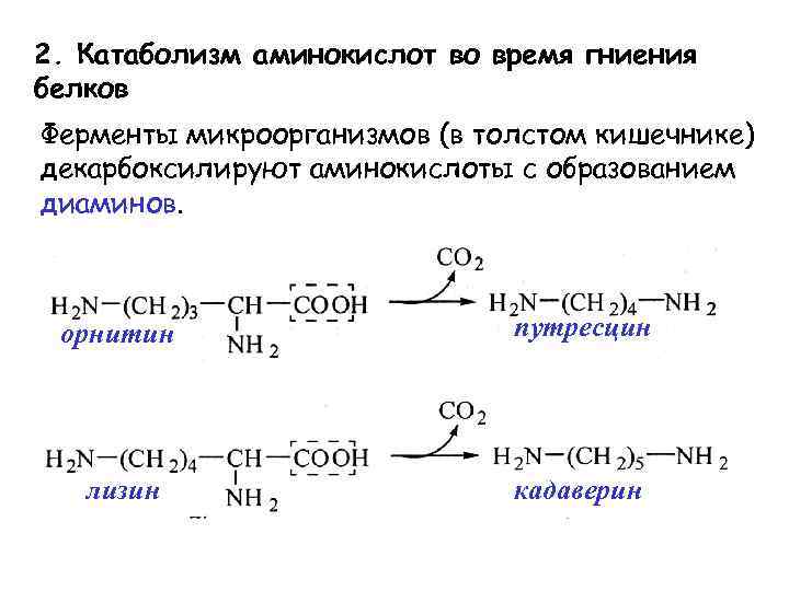 Аминокислота образуется в процессе. Орнитин аминокислота. Реакции гниения белков в толстом кишечнике. Реакции образования кадаверина и путресцина;. Реакция гниения белков в кишечнике.