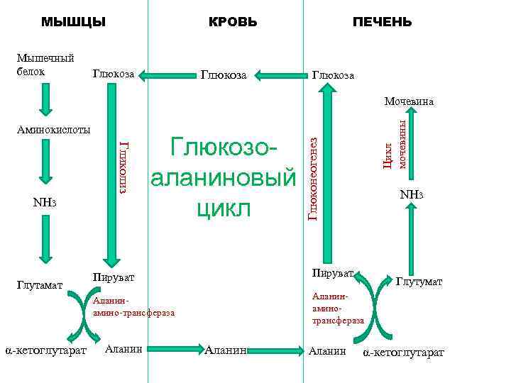 Глюкозо аланиновый цикл