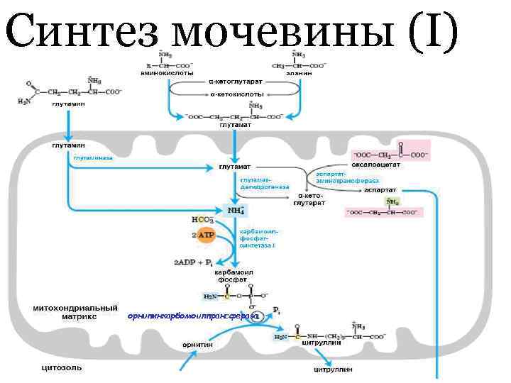 Образование мочевины в процессе обмена веществ