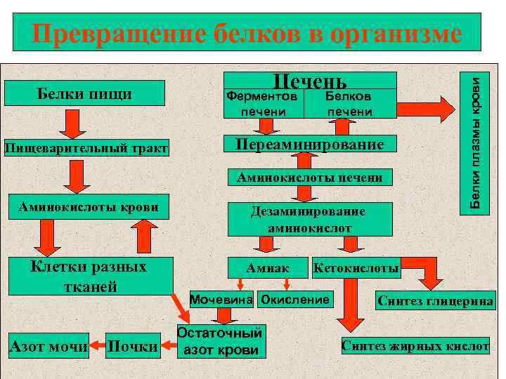 Белки пищи Пищеварительный тракт Печень Ферментов печени Белков печени Переаминирование Аминокислоты печени Аминокислоты крови