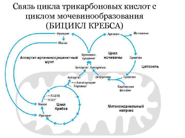 Связь цикла трикарбоновых кислот с циклом мочевинообразования (БИЦИКЛ КРЕБСА) 