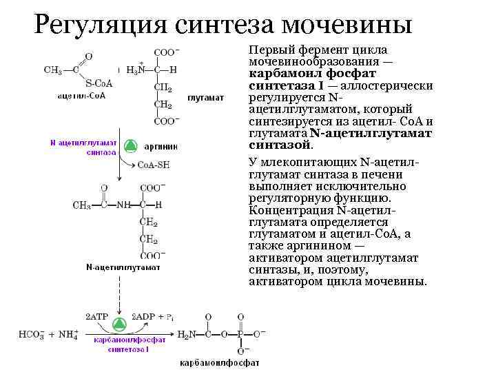 Регуляция синтеза мочевины Первый фермент цикла мочевинообразования — карбамоил фосфат синтетаза І — аллостерически