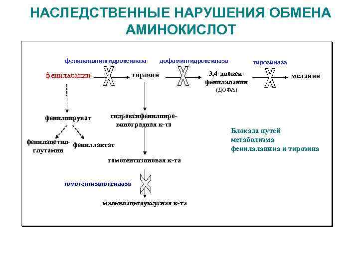 Генетический обмен. Обмен фенилаланина и тирозина наследственные заболевания. Наследственные нарушения обмена аминокислот болезни. Катаболизм тирозина при алкаптонурии. Нарушения обмена аминокислот биохимия.