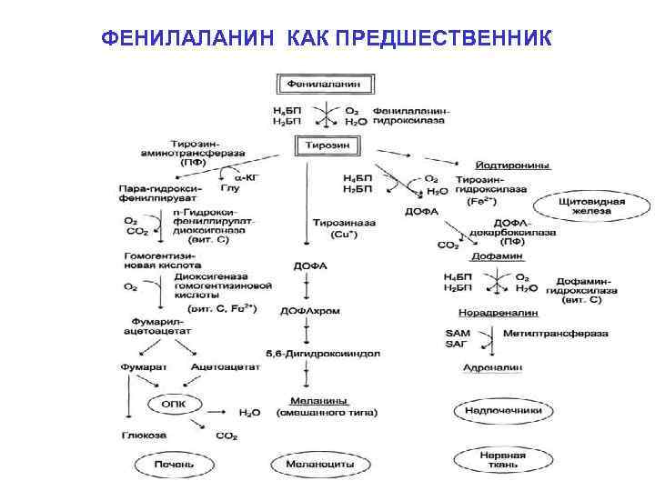 ФЕНИЛАЛАНИН КАК ПРЕДШЕСТВЕННИК 