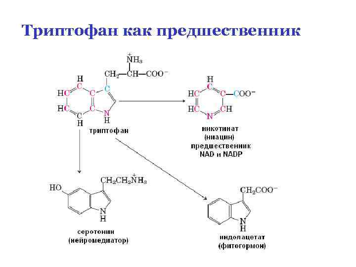 Схема катаболизма глюкозы