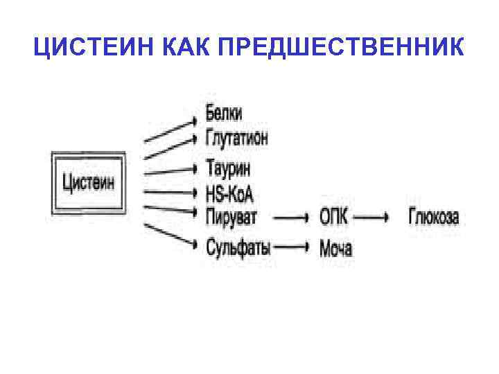 ЦИСТЕИН КАК ПРЕДШЕСТВЕННИК 