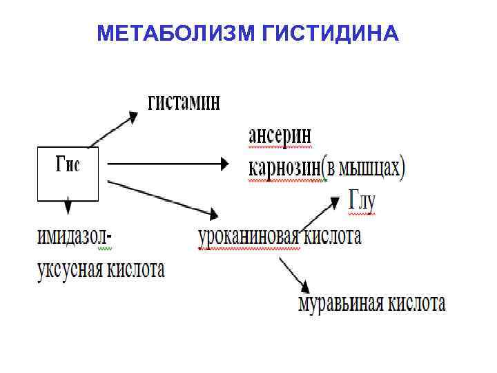 Схема обмена гистидина в разных тканях