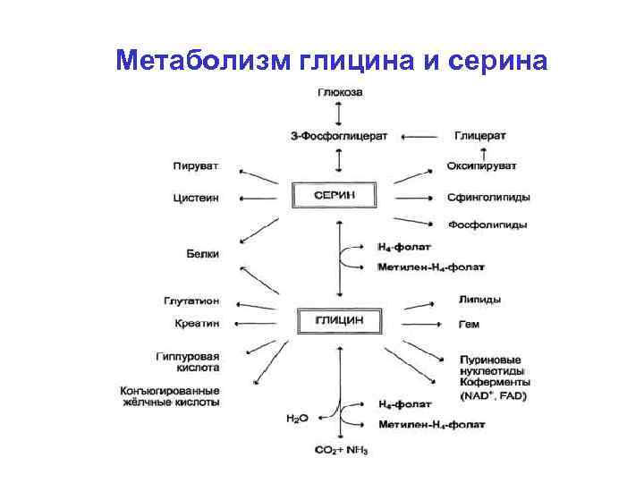 Общая схема катаболизма питательных веществ в организме