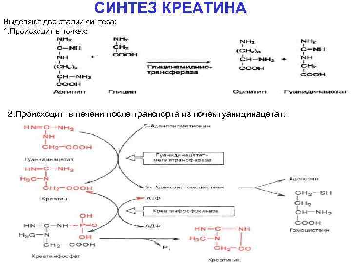 Синтез креатинина. Схема синтеза креатина биохимия. Реакции синтеза креатинина. Креатин Биосинтез креатина. Участие печени в синтезе креатина.