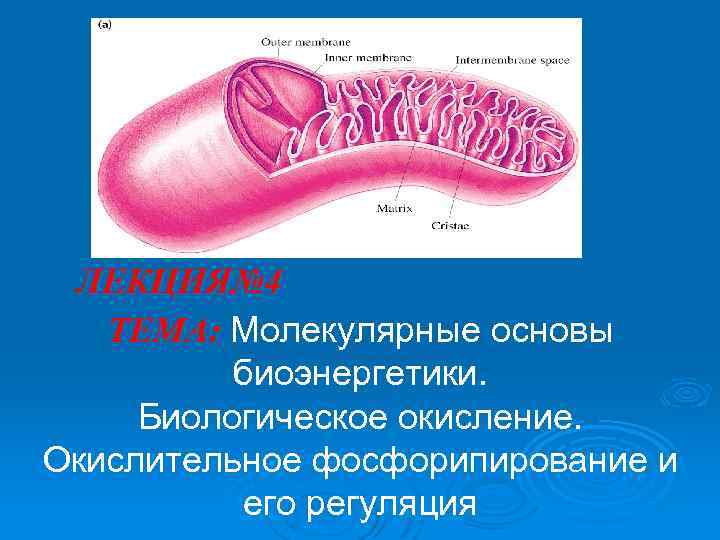 ЛЕКЦИЯ№ 4 ТЕМА: Молекулярные основы биоэнергетики. Биологическое окисление. Окислительное фосфорипирование и его регуляция 