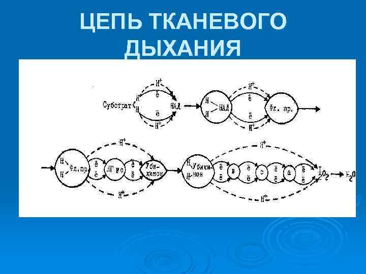 Общая схема тканевого дыхания